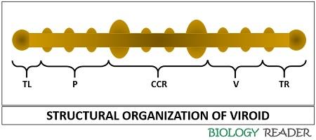 structural organization of viroid