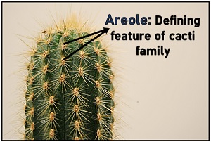 Areole in cactus