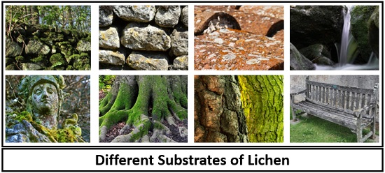 Different substrate of lichens