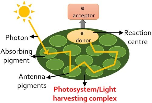 Difference Between Photosystem I And Photosystem II with Comparison 