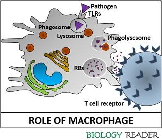 Role of macrophages