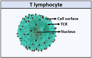 Structure of T Cell