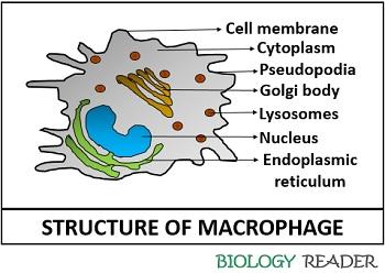 Structure of macrophage