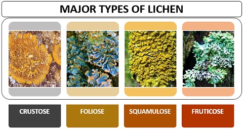 Types of Lichen