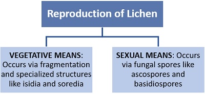 reproduction of lichen