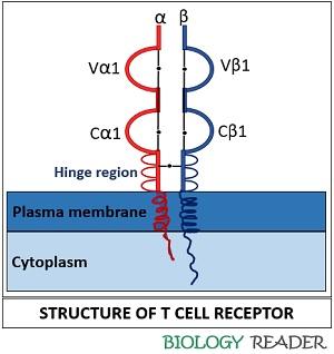structure of TCR
