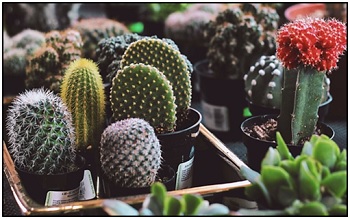 varieties of cactus