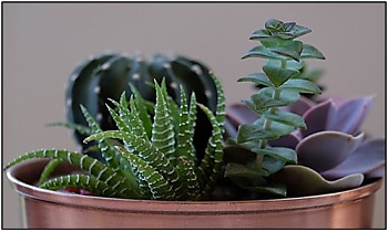 varieties of succulents