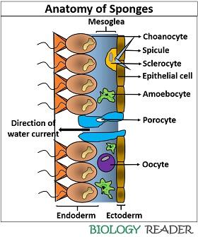 Anatomy of Phylum Porifera