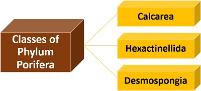 Classes of phylum porifera