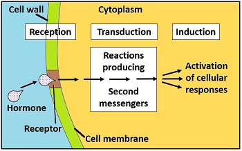 Entry of plant growth regulors into plant cell