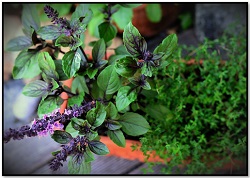 Holy basil