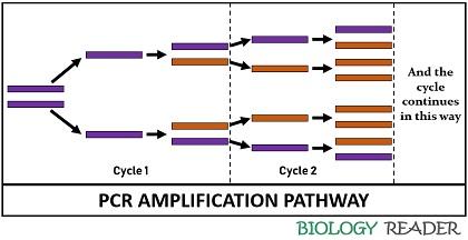 PCR amplification pathway