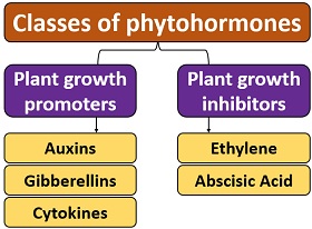 Phytohormones classification