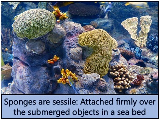 briefly discuss how sponges rely on water moving through their bodies for feeding