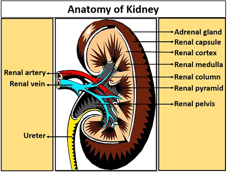 Structure of kidney