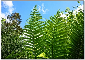 Vascular plants