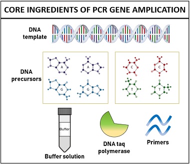 core ingredients of PCR gene amplification
