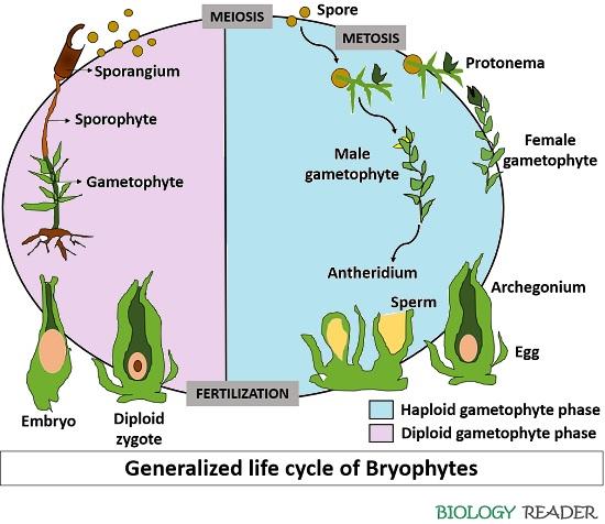 generalized life cycle of bryophytes