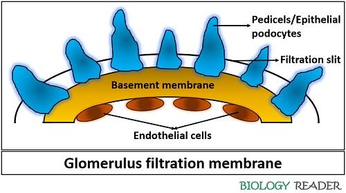 glomerulus filtration membrane