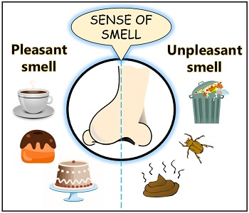 kinds of smell