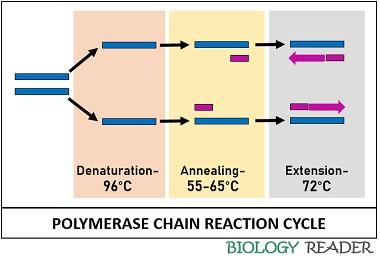 polymerase chain reaction cycle
