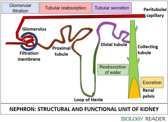 structure of nephron