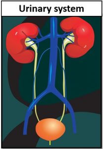 Physiology of Excretion Through Kidney - Urinary System & Urine