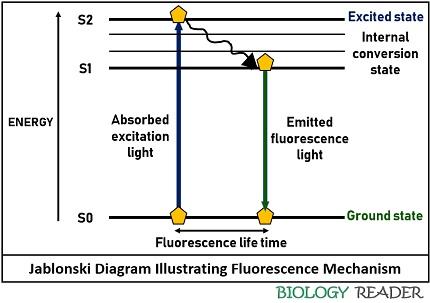 Fluorescence Microscopy - Definition, Working & Components - Biology Reader