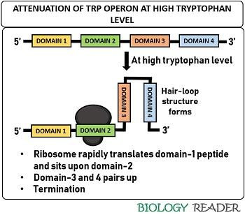 attenuation of trp operon at high trp level