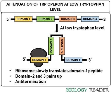 attenuation of trp operon at low trp level