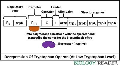 derepression of tryptophan operon