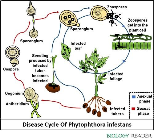 disease cycle of late blight in potato