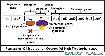 repression of tryptophan operon