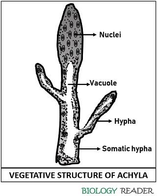 vegetative structure of achyla