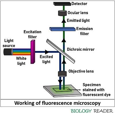 Fluorescence Microscopy - Definition, Working & Components - Biology Reader