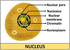 Diagram of nucleus