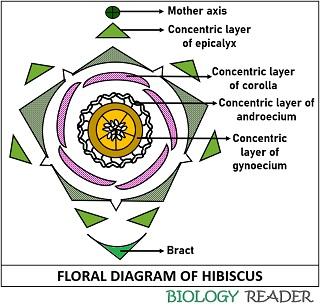 Floral diagram of hibiscus