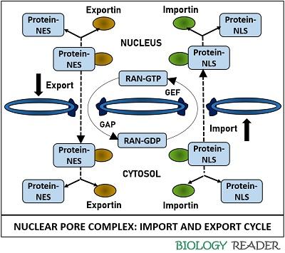What Is Nuclear Pore Complex Definition Structure Import Export what-is-nuclear-pore-complex-definition-structure-import-export