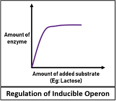 Regulation of inducible operon