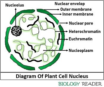 nucleus of plant cell