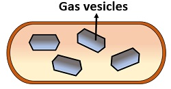 Gas vesicles in prokaryotes