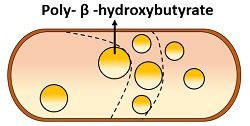 Inclusions in Prokaryotes - Definition and Types - Biology Reader