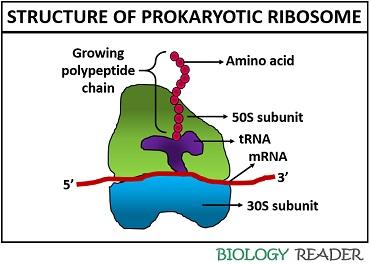Structure of prokaryotic ribosome