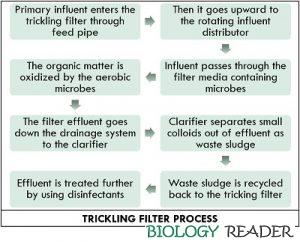 Trickling Filter Process - Definition, Operation, Design & Types ...