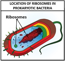 location of ribosomes in prokaryotic bacteria