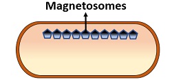 magnetosomes in bacteria