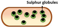 sulphur globules in prokaryotes