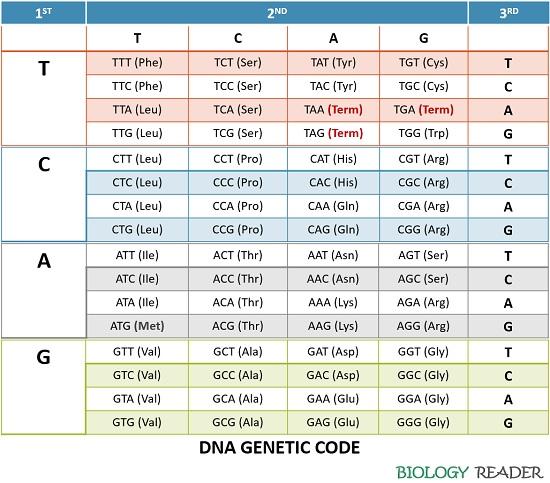 DNA genetic code