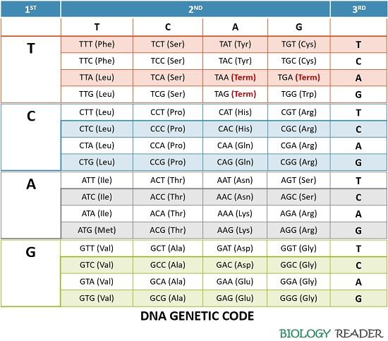 dna code chart